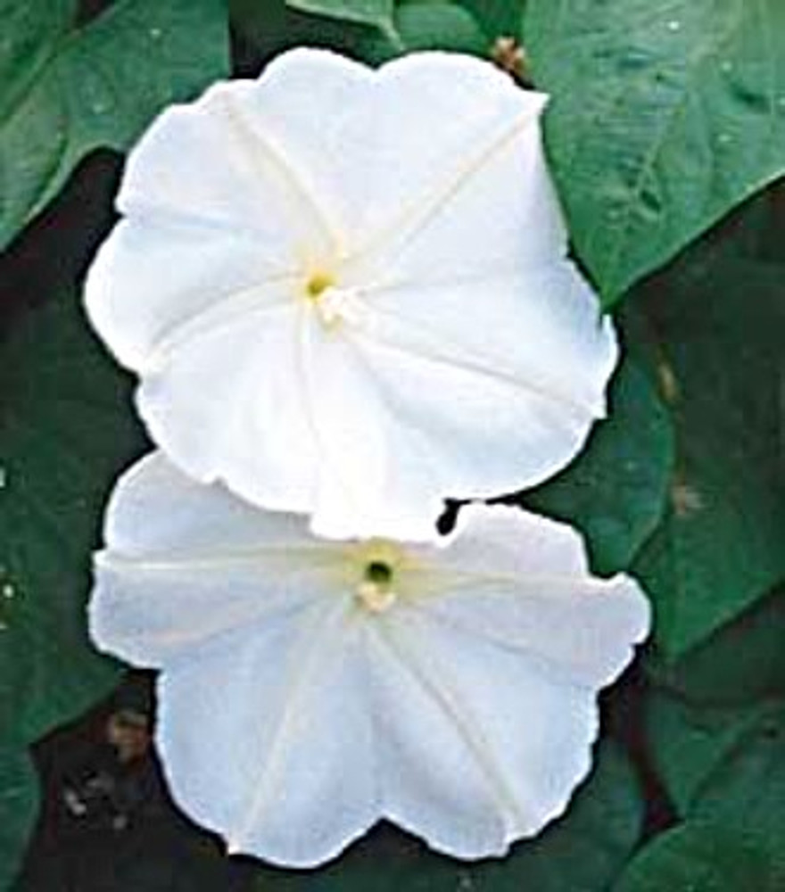Giant White Moonflower 20 Seeds/Seed Ipomoea alba