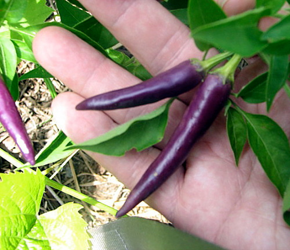 Purple Cayenne Pepper 20 Seeds - Heirloom Variety