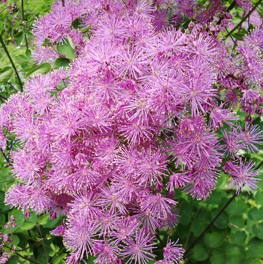 Meadow Rue 50 Seeds - Shade Perennial