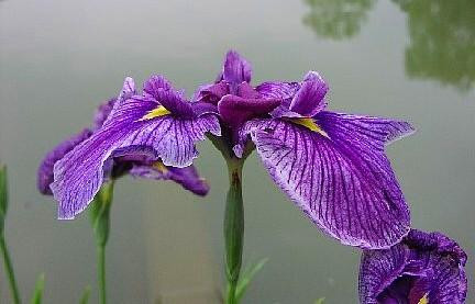 Japanese Iris 20 Assorted Seeds -Iris ensata/kaempferi-Perennial