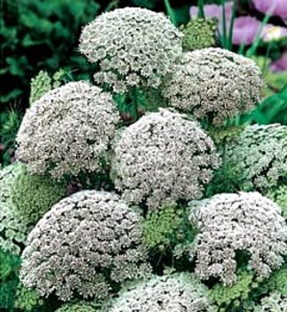 ミミグラント Mystic Leaves Green Mist Queen Anne's Lace 50 seeds - Ammi - Hirt's Gardens