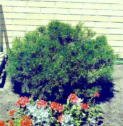 Mugo Pine 25 Seeds - BONSAI - Pinus mugo mughus