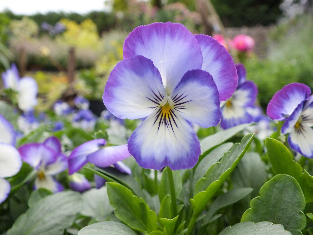 ●良品☆スワロフスキー　Drina　Violet　花　ドリナ　バイオレット 1 Penny Purple Picotee Viola - 25 Seeds - Hirt's Gardens