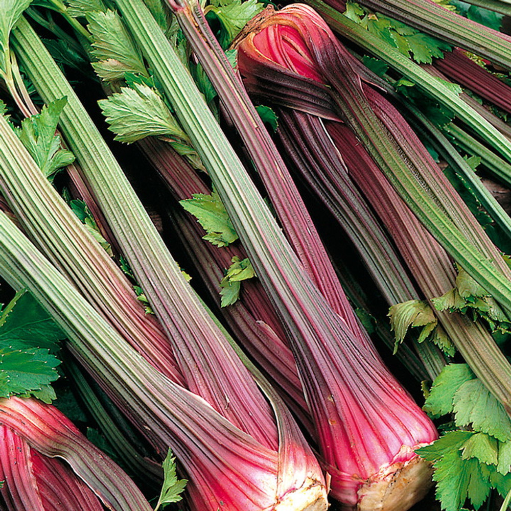 Red Celery - 200 Seeds  - Heirloom