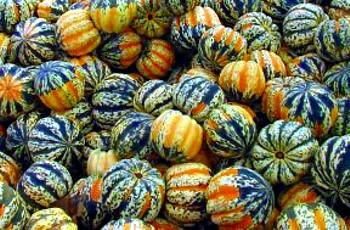 Carnival Gourd 12 Seeds - Delicious and Beautiful