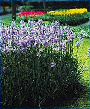 Indian Blue Hyacinth 20 Seeds - Camassia - Perennial