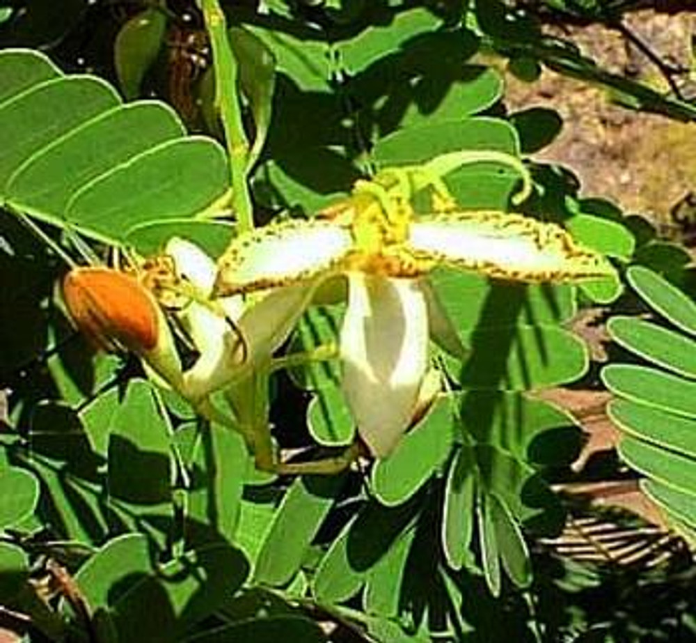 Tamarind Tree 10 Seeds Seed Bonsai Tamarindus Indica Hirt S Gardens