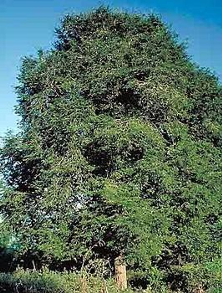 Tamarind Tree 10 Seeds Seed Bonsai Tamarindus Indica Hirt S Gardens Tamarind Tree 10 Seeds Seed Bonsai Tamarindus Indica Hirt S Gardens