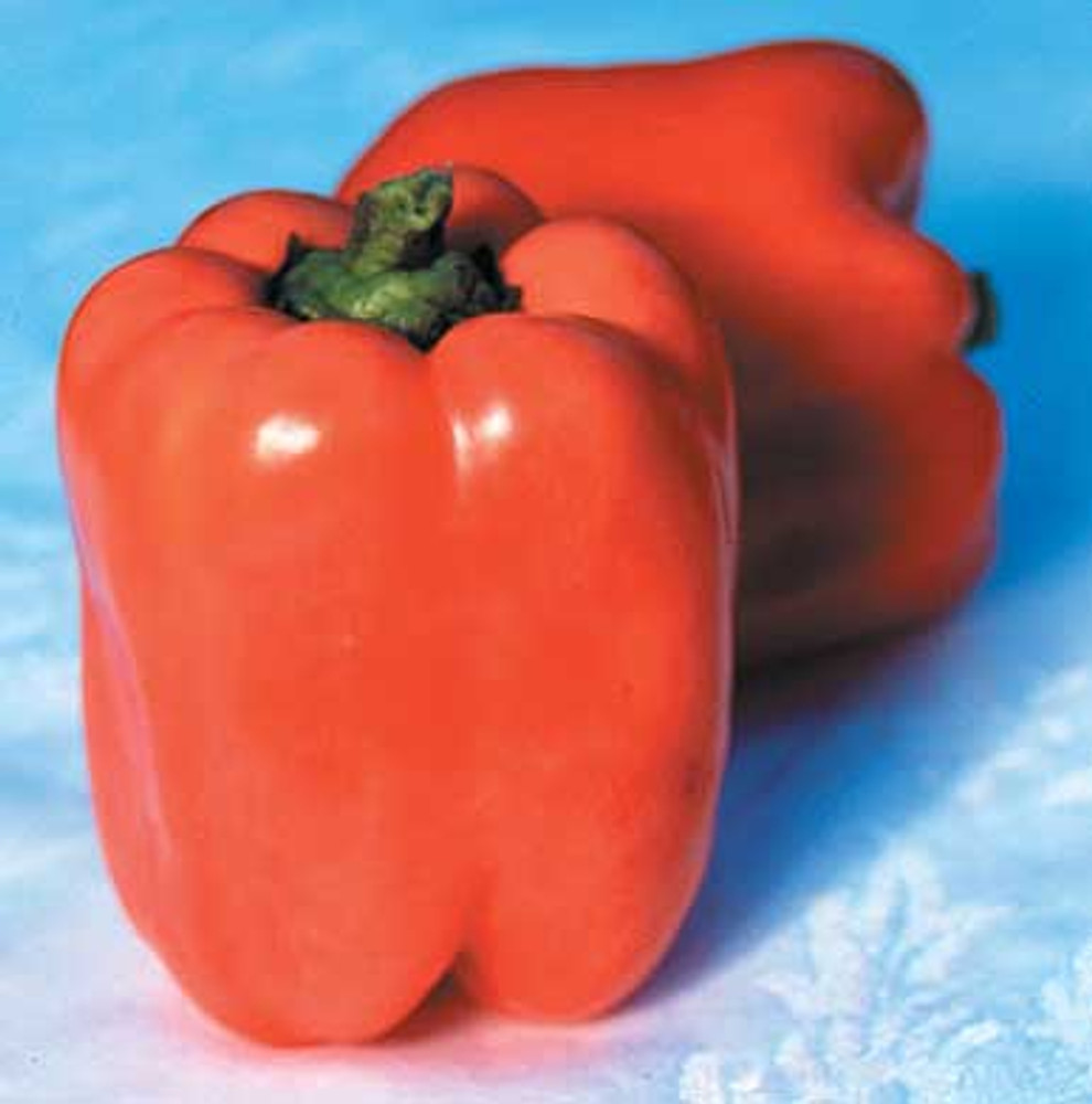 Valencia Sweet Pepper - 10 Seeds - Orange Bell