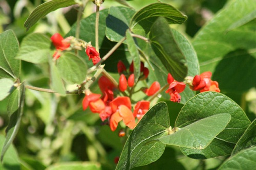 Scarlett Runner Bean - 20 Seeds