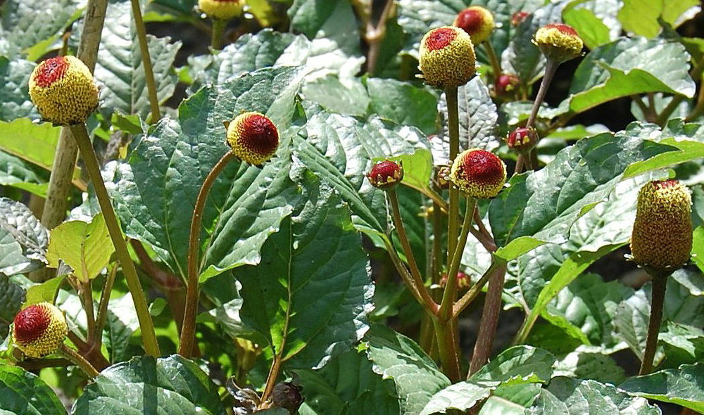 Lemon Drop Spilanthes - 50 Seeds
