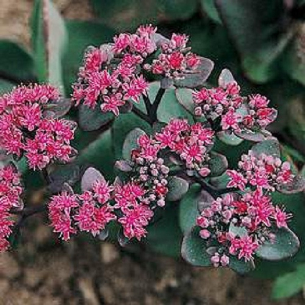 Pink Beacon Sedum - 50 Seeds - Perennial