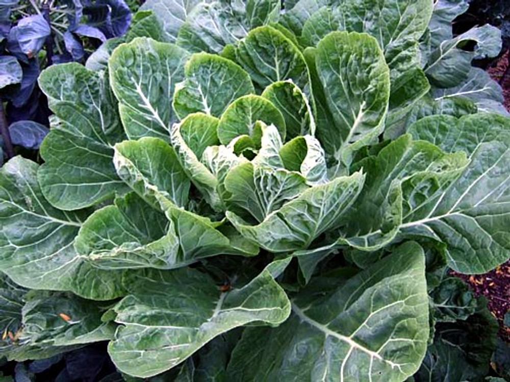 Vates Collards - 100 Seeds