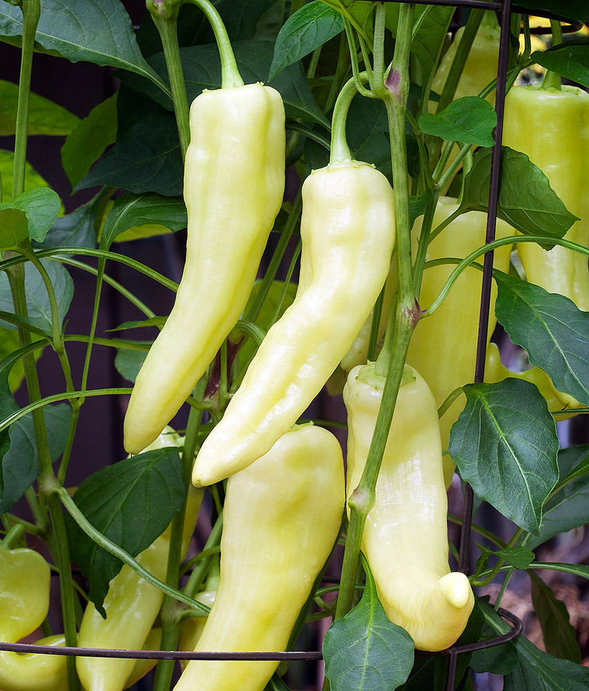 Sweet Banana Pepper - 30 Seeds