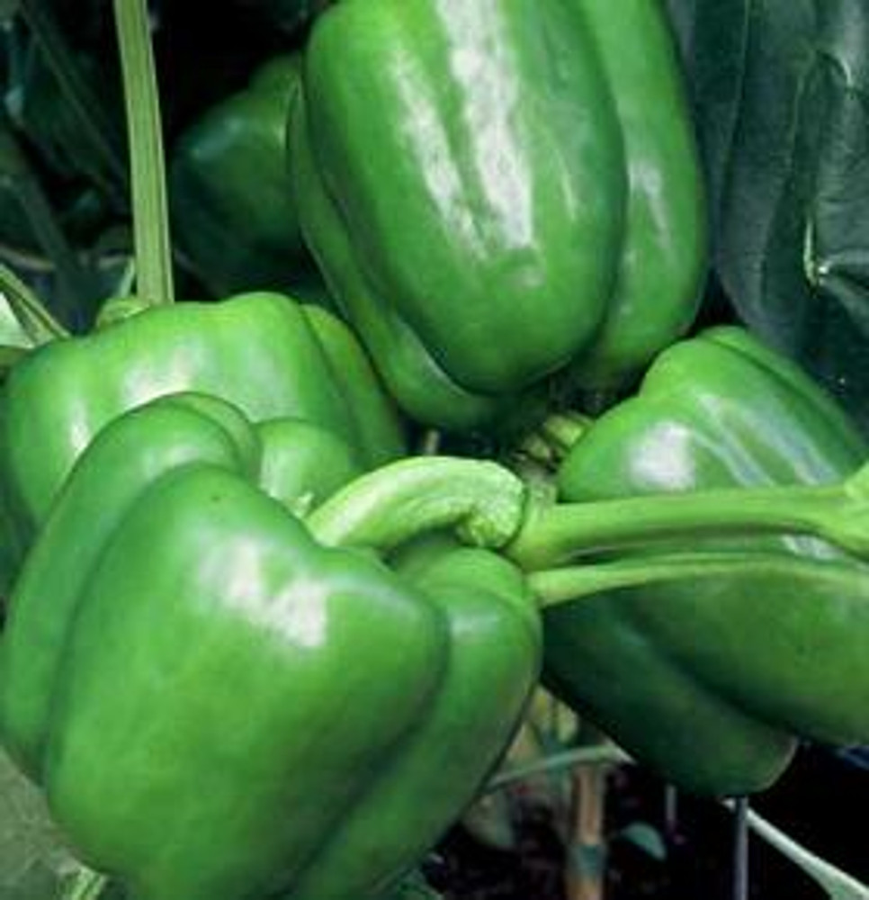 are bell peppers fruits