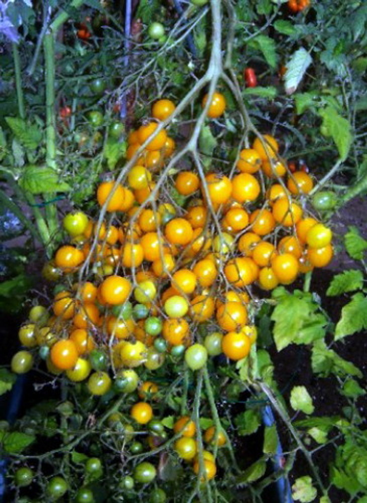 Amazing Yellow Multiflora Tomato 5 Seeds - RARE