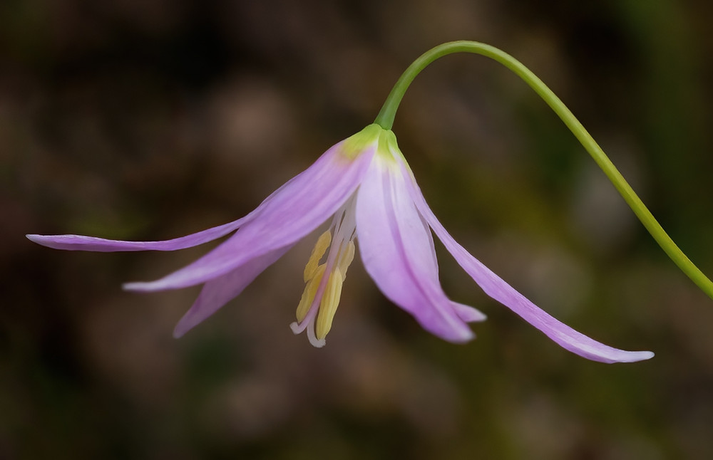 Pagoda Hardy Violet 10 Seeds/Seed - Erythronium Revolutum - SHADE