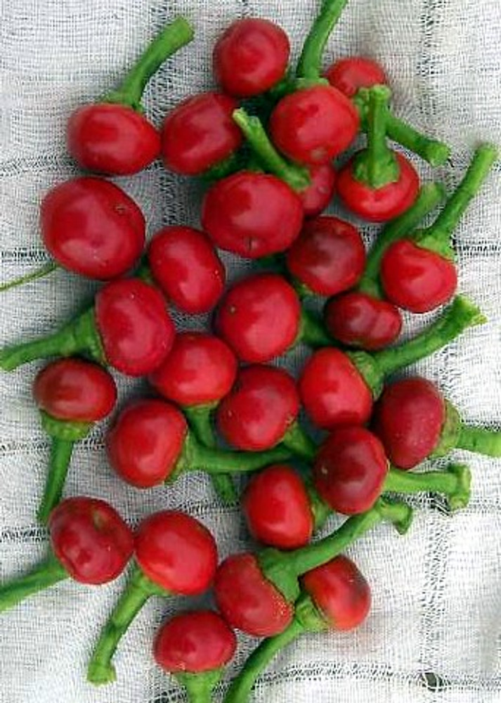 Bay Leaf Mini Pepper 10 Seeds -Mildly Hot- Indoors/Out