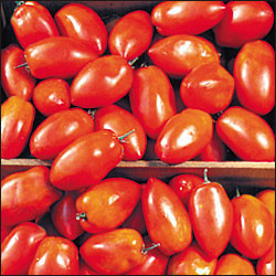 Spitze Tomato - 20 Seeds - Romanian Paste Tomato - Hirt's Gardens