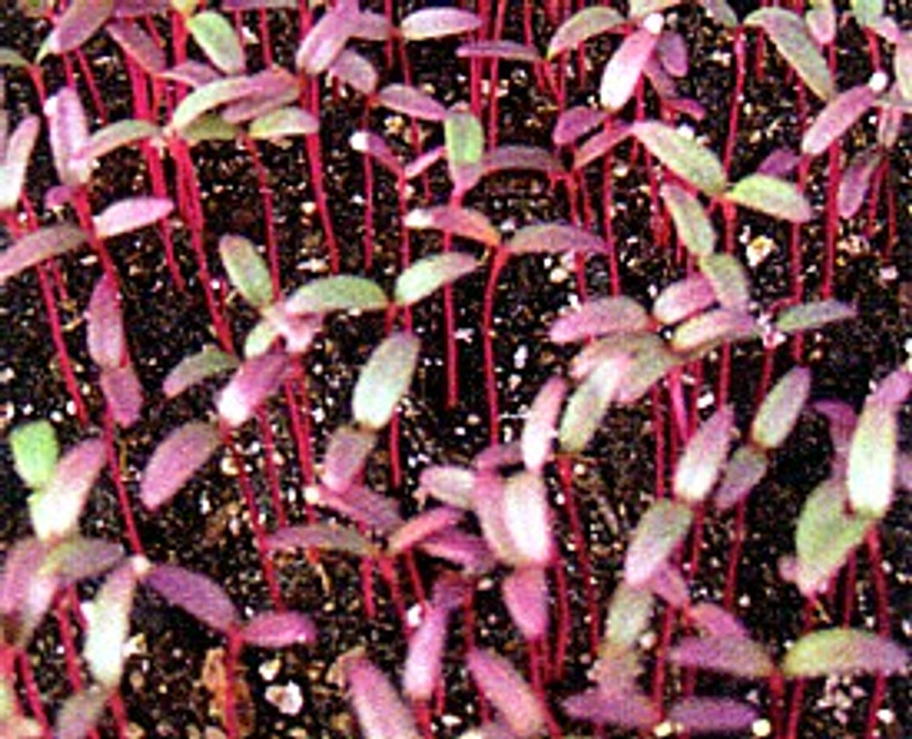 Garnet Red Amaranth Sprouting Seeds - 10 grams