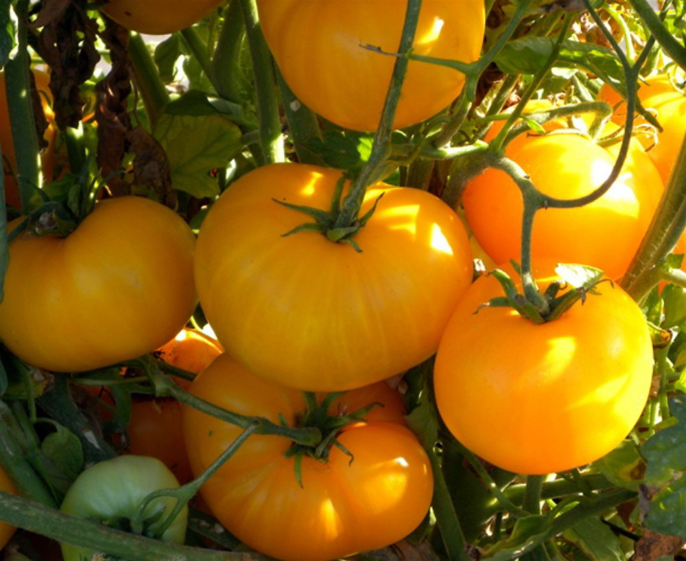 Azoychka Russian Heirloom Tomato-20 Seeds-Deep Yellow
