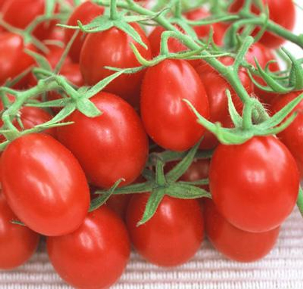 Red Plum Tomato 30 Seeds - Heirloom