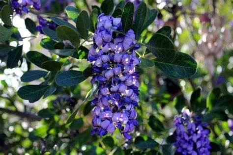 Mescal Bean Tree 10 Seeds Sophora secundifolia Herb Jewelry