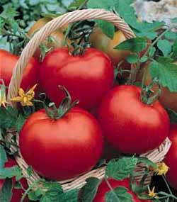 Cal Ace Tomato - 20 Seeds - Hirt's Gardens