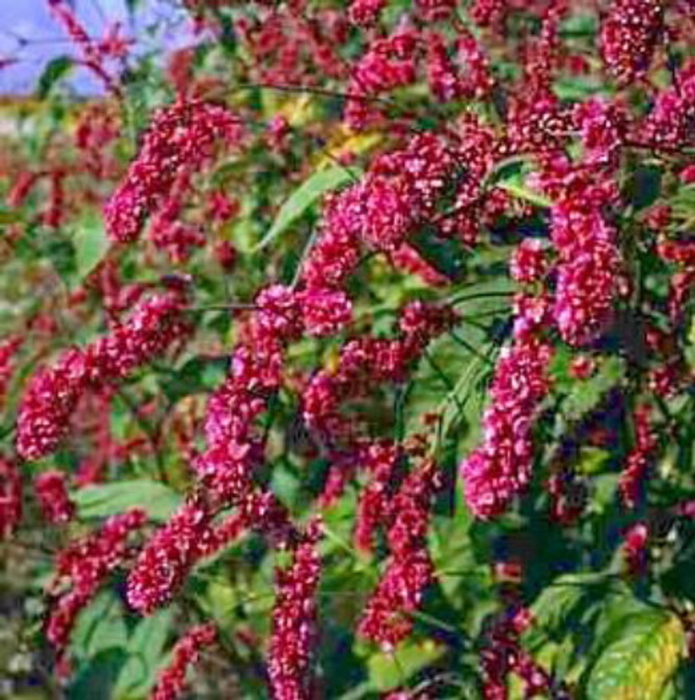 Kiss Me Over The Garden Gate 50 Seeds -Polygonum