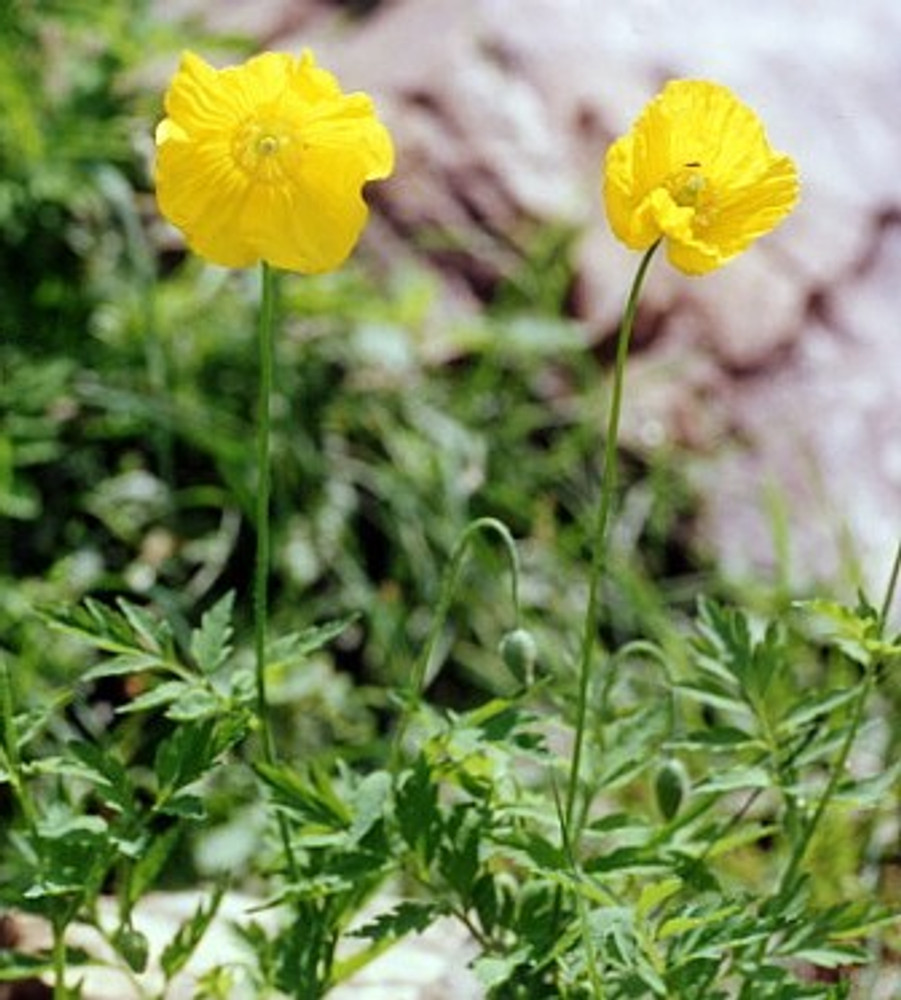 Golden Welsh Poppy 30 Seeds Meconopsis Cambrica Hirt S Gardens   Apiqkxeri  43185.1592323151 