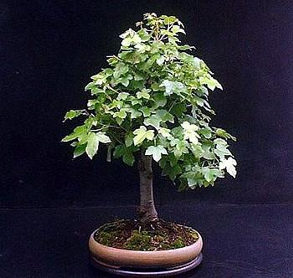 Sweet Gum Tree 7 Seeds - Liquidambar - Bonsai - Hirt's Gardens Sweet Gum Tree 7 Seeds - Liquidambar - Bonsai - Hirt's Gardens