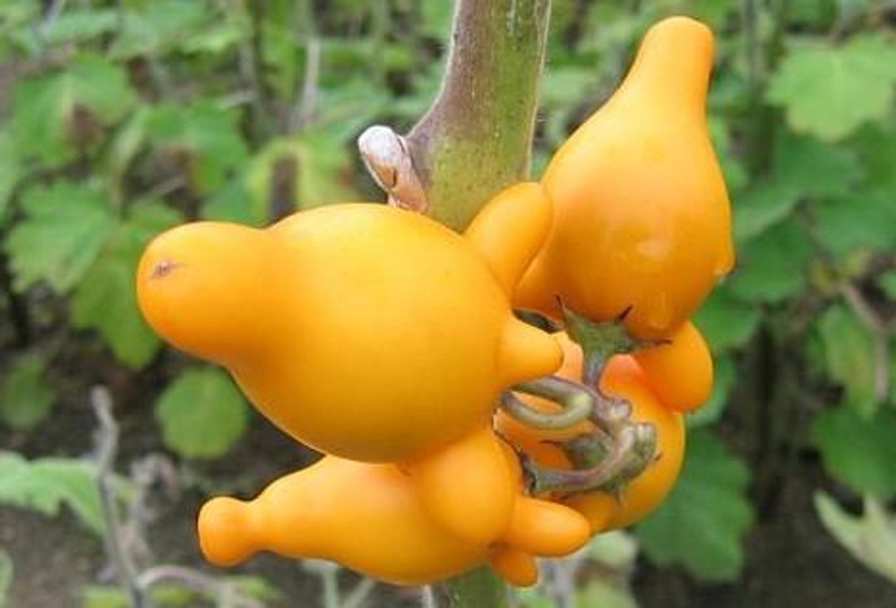 Titty Fruit - Nipple Fruit - Tit Plant 10 Seeds -Veggie