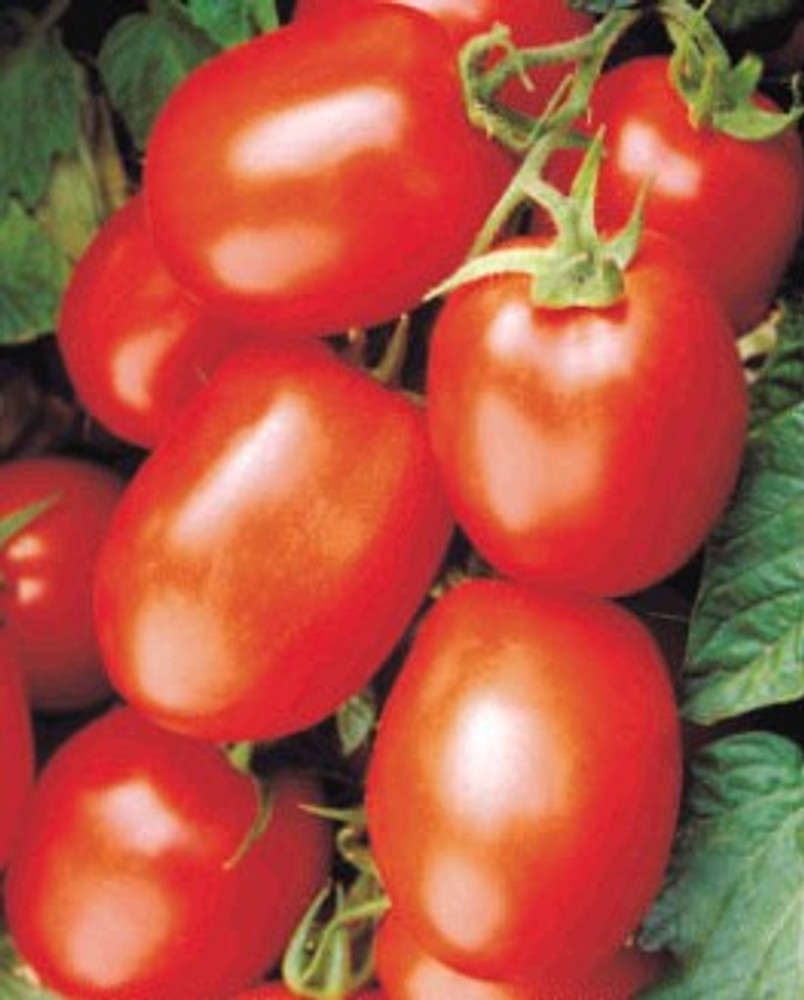 Health Kick Tomato-20 Seeds-Concentration of lycopene