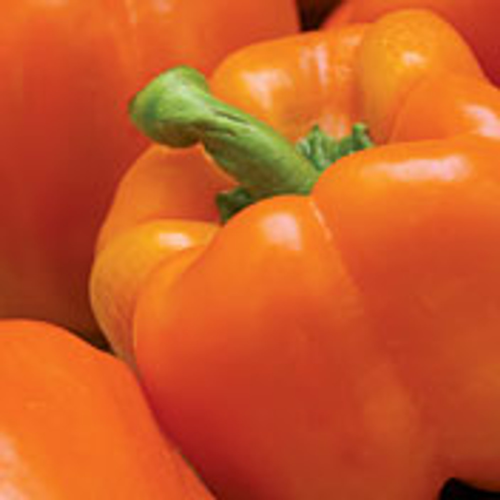 Orange Sun Pepper - 20 Seeds - Solar Orange