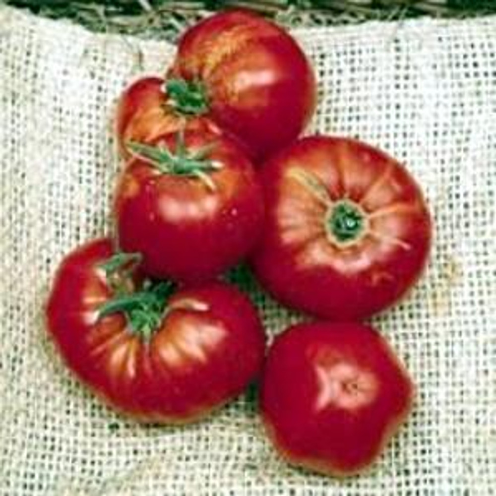 Omar's Lebanese Tomato 35 Seeds -Heirloom Beefsteak