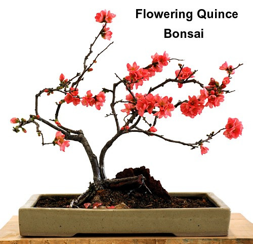 Japanese Flowering Quince 20 Seeds - Chaenomeles