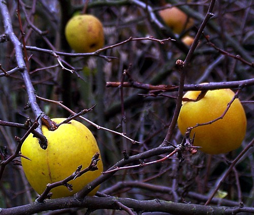 Japanese Flowering Quince 20 Seeds - Chaenomeles