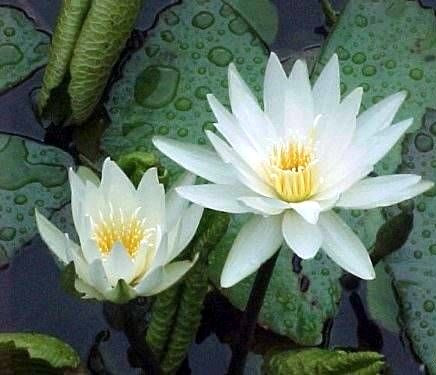 White Lotus 10 Seeds - Nymphaea ampla white - Dotleaf