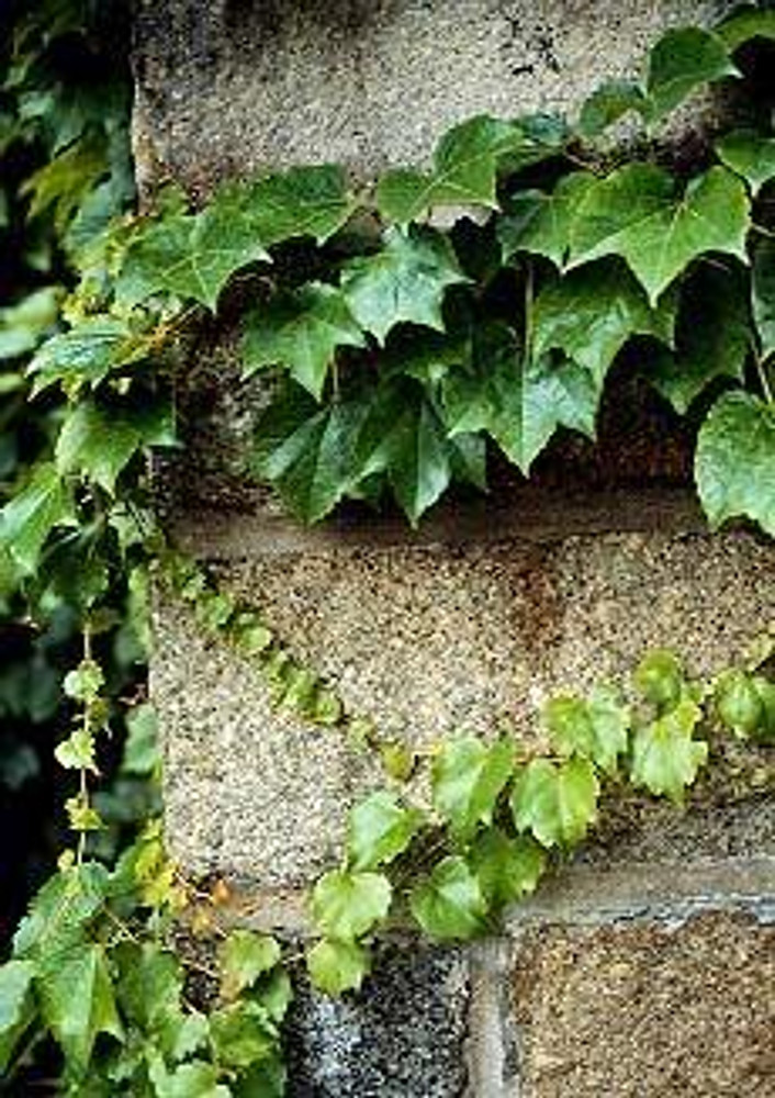 Parthenocissus tricuspidata 'Fenway Park', Golden Boston Ivy