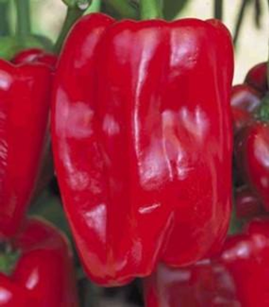 Sweet Redwing Dutch Pepper 15 Seeds/Seed