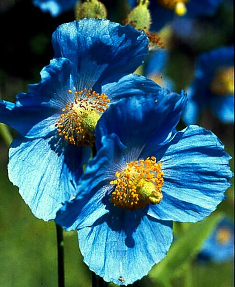 Himalayan Blue Poppy 20 Seeds - Meconopsis