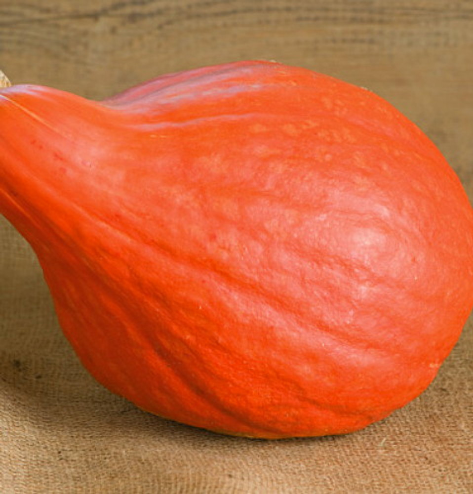 Red October Pumpkin - 10 Seeds - Ornamental & Edible