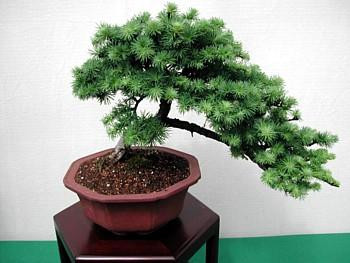 Japanese White Larch 20 Seeds Larix Leptolepsis Bonsai Hirt S Gardens