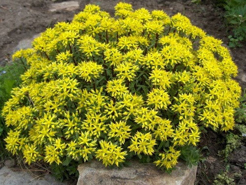 Weihenstephaner Gold Sedum - 50 Seeds