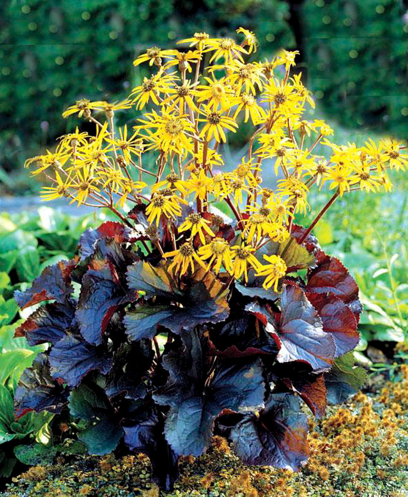 Midnight Lady Rocket 20 Seeds - Ligularia - Perennial