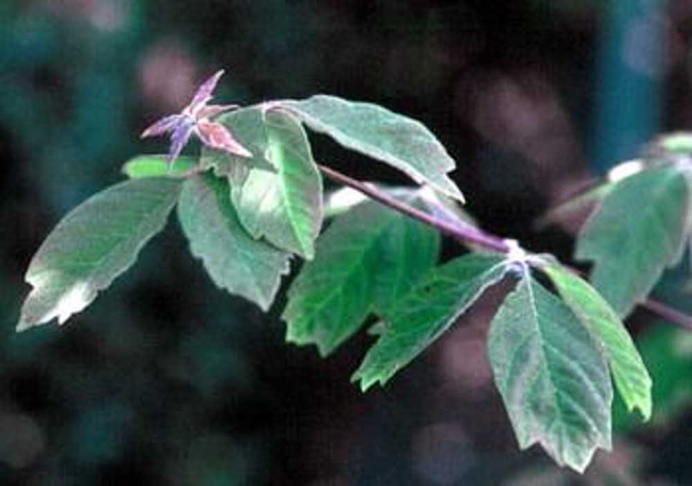 Chinese Paperbark Maple 10 Seeds - Acer griseum