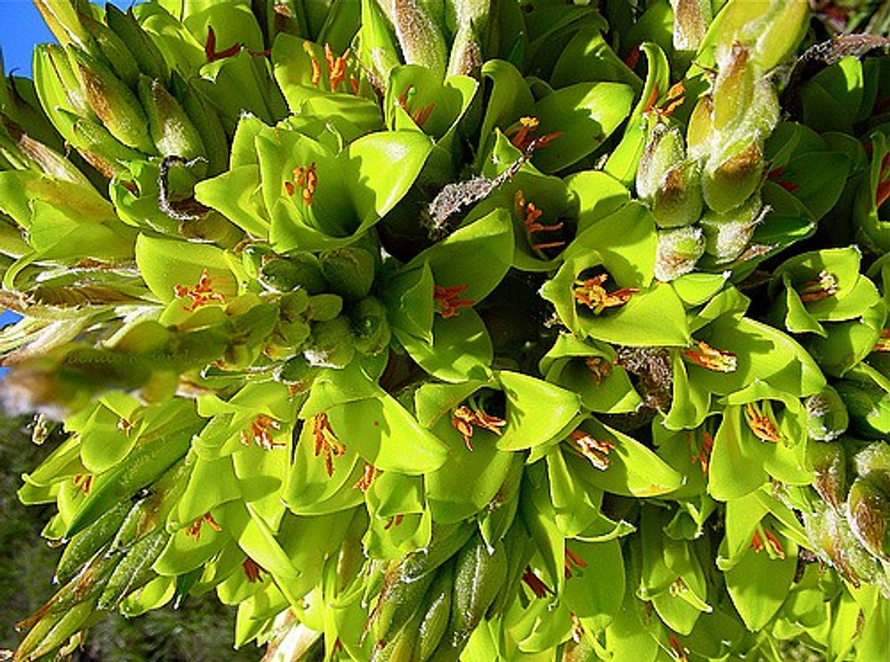 Chiliean Puya 10 Seeds - Puya chilensis - Chagall