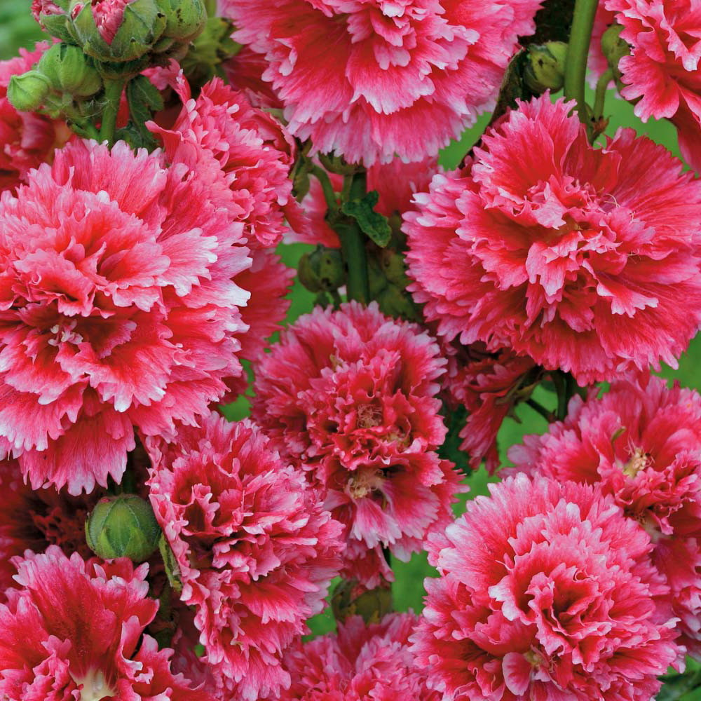 Hollyhock Fiesta Time - 35 Seeds - Alcea - Perennial