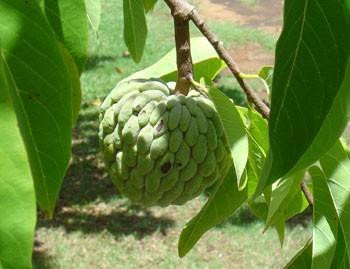 Sugar Apple Tree 8 Seeds Annona Squamosa Bonsai Hirt S Gardens