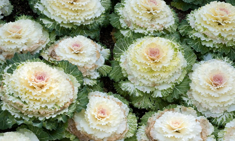 Osaka White Flowering Cabbage 25 Seeds - Annual - Hirt's Gardens